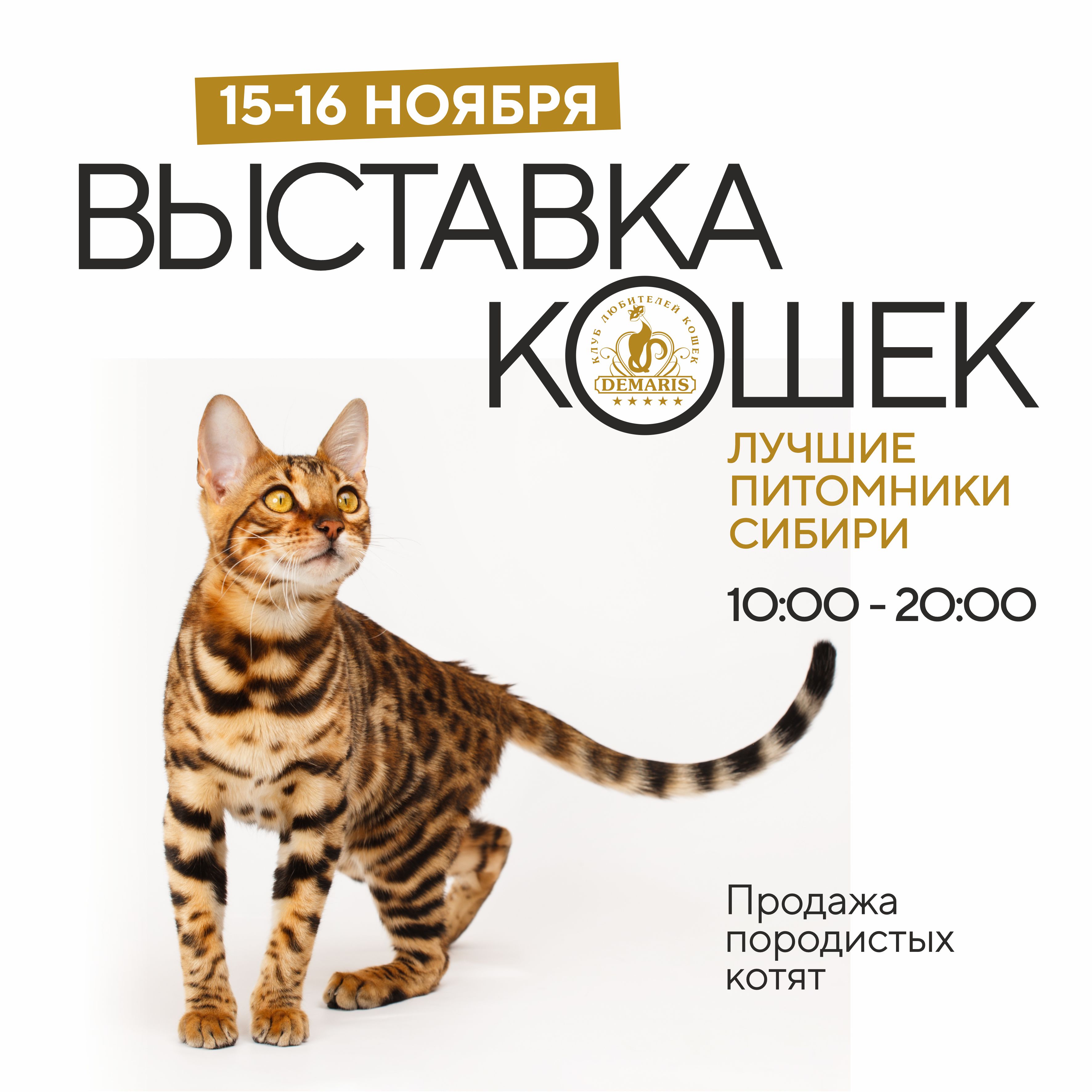 Выставка кошек и продажа породистых котят