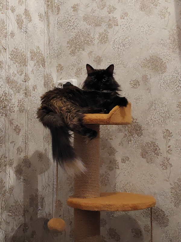 Моня