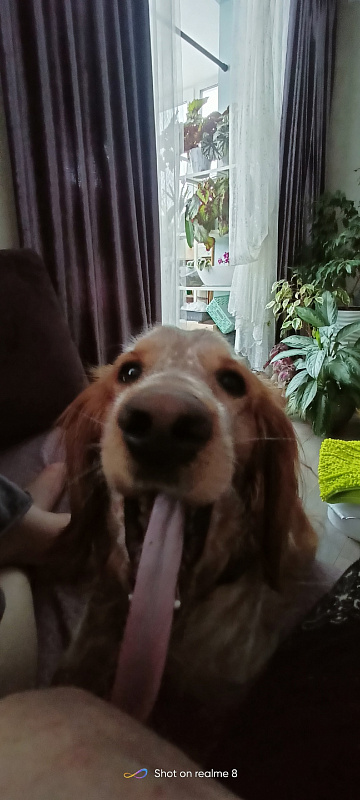 Дик