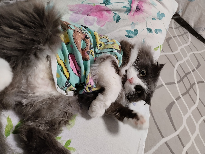 Кастиэль