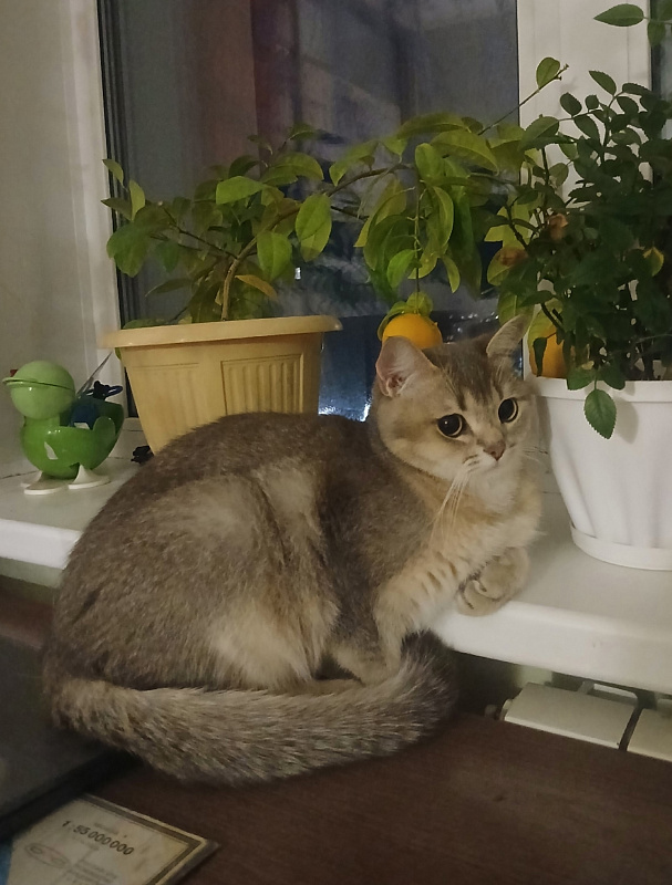 Бакс