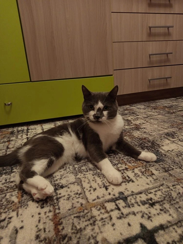 Лютик