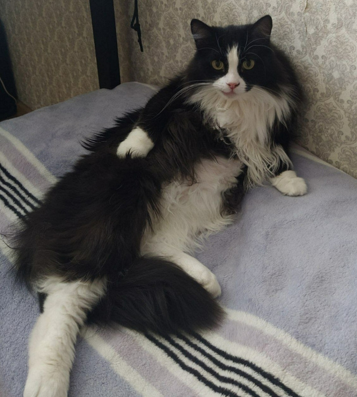 Джокер
