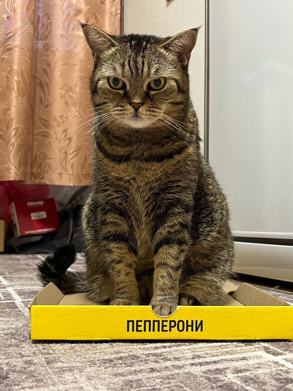 Буся