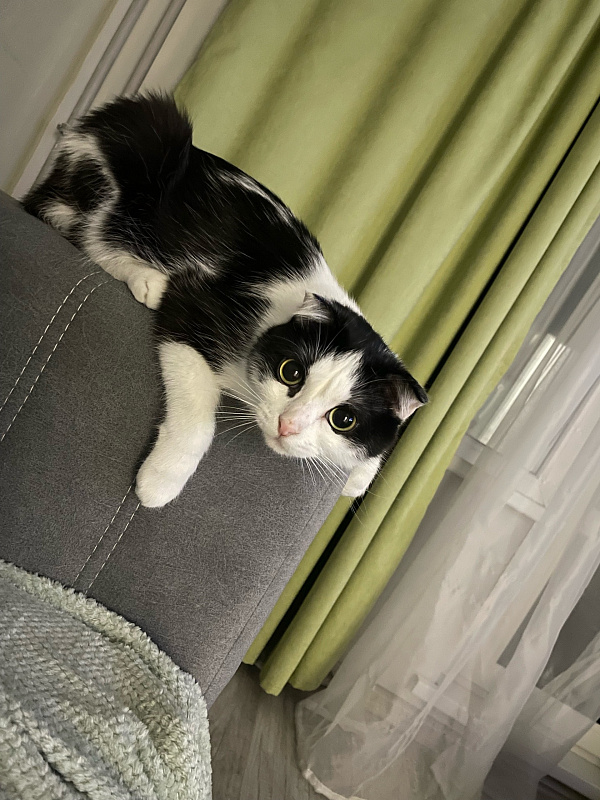 Кот