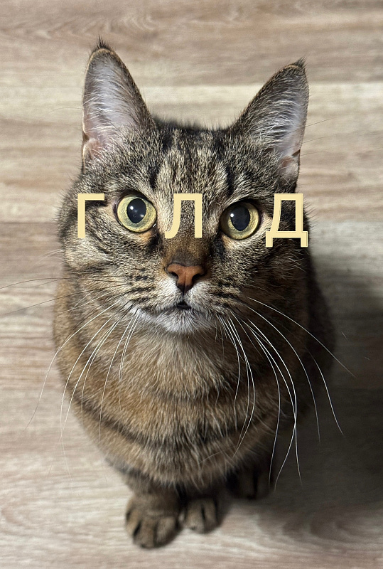 Арсений Юльевич