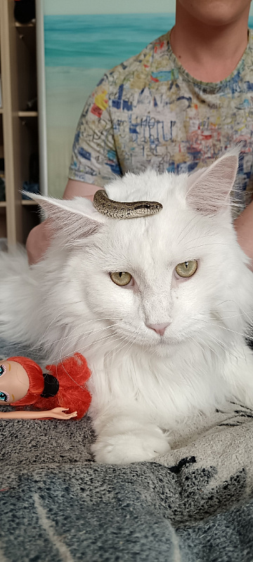 Беляш