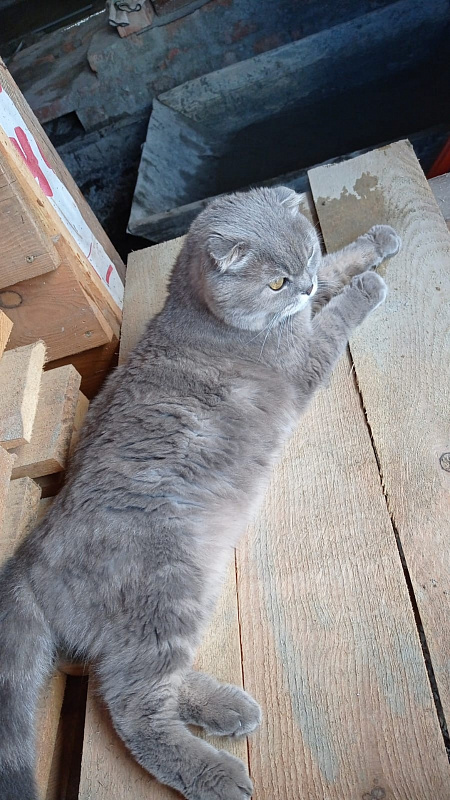Максик