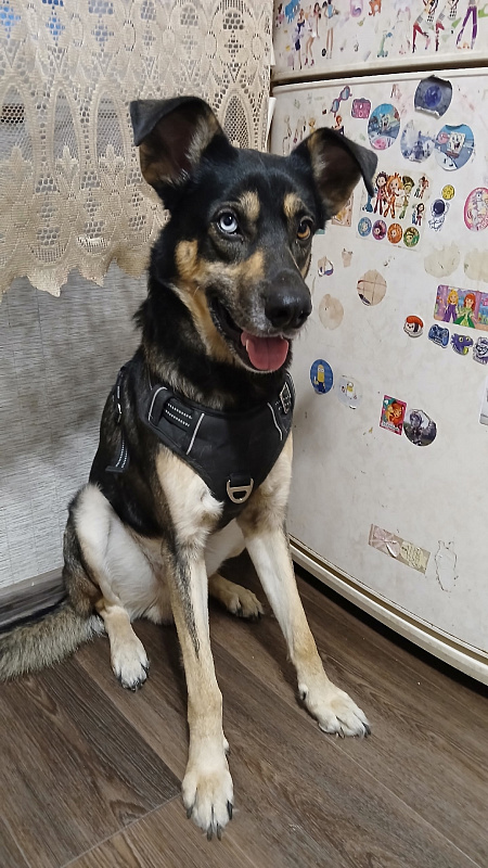 Рэкс