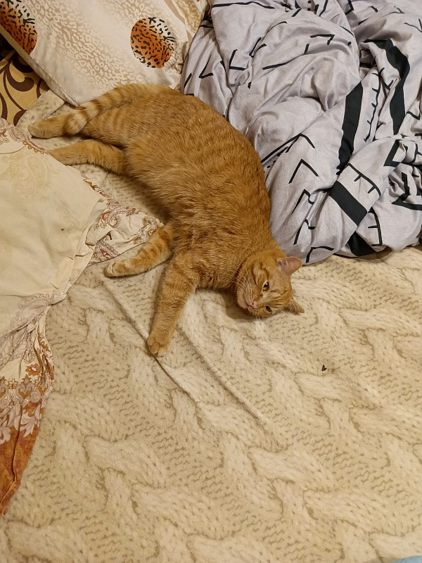 Котик