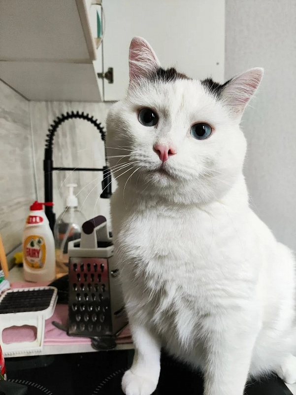 Кот