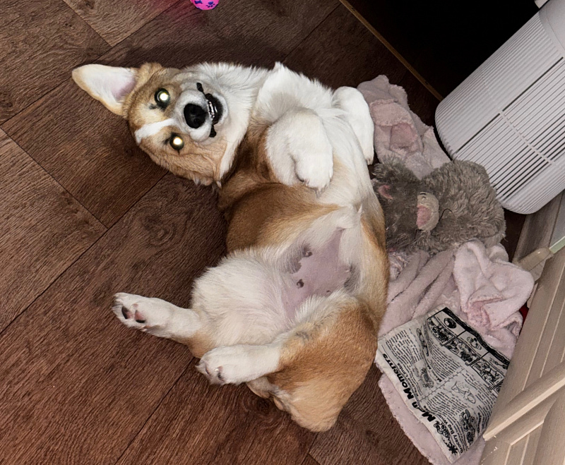 Клёпа