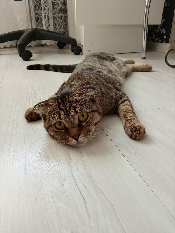 Маруся, кошечка