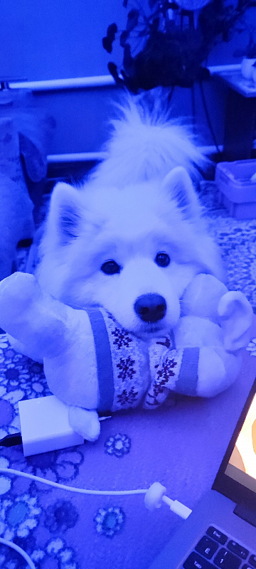 Бэлла
