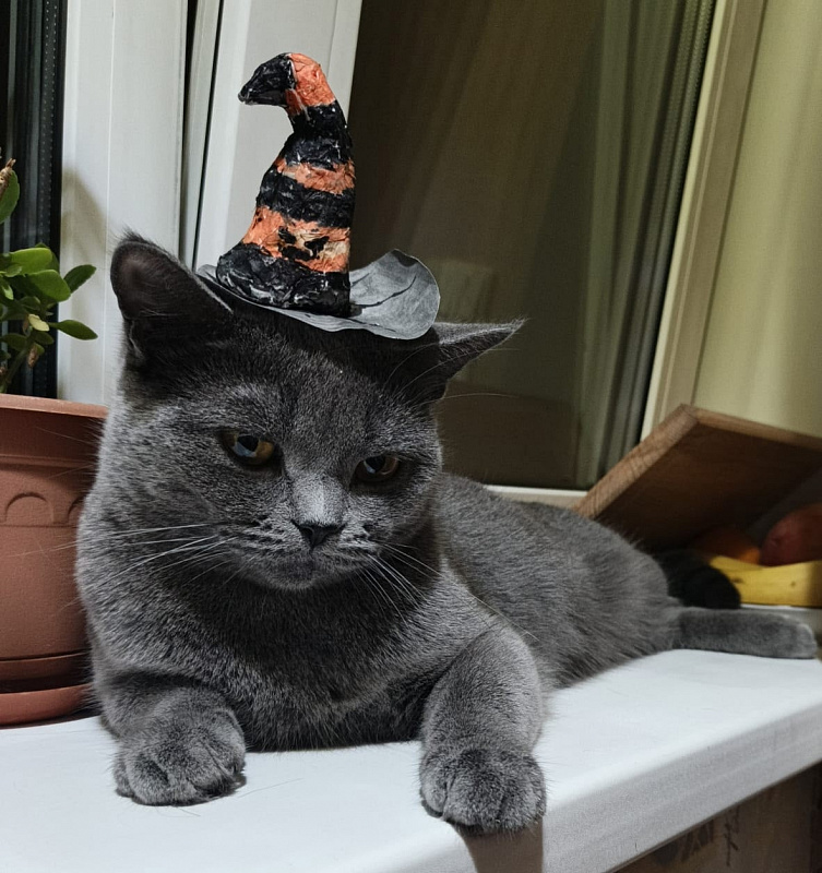 Сима