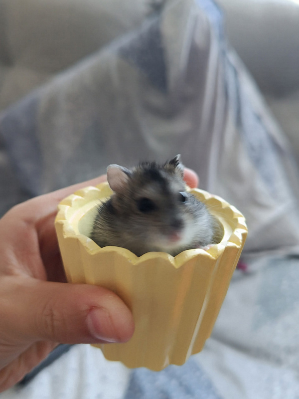 Луна, джунгарик