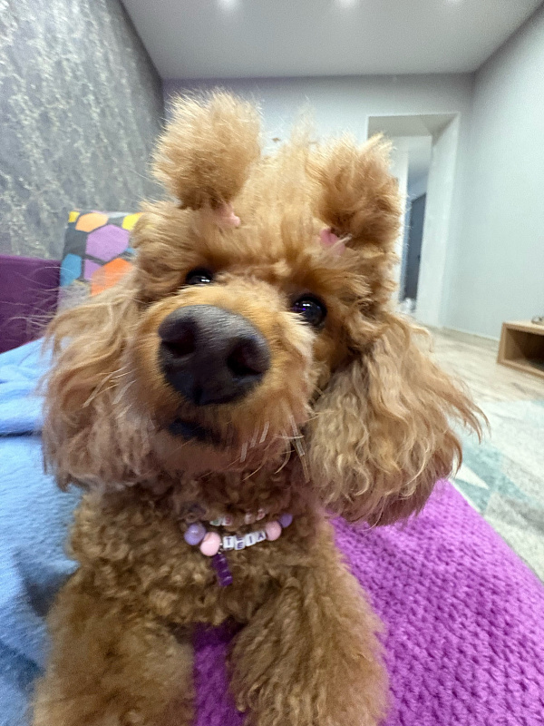 Тейя