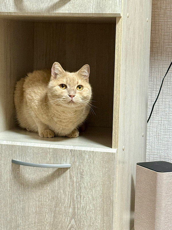 Феликс