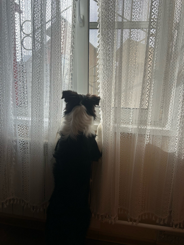 Варя, домашний ждун