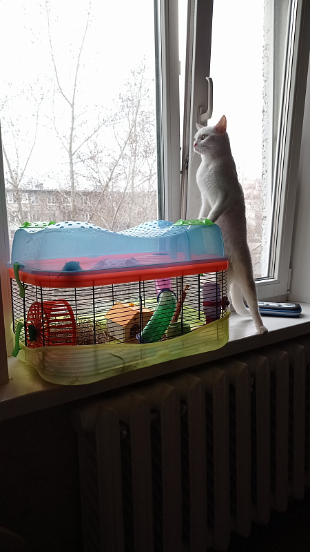 Снежка