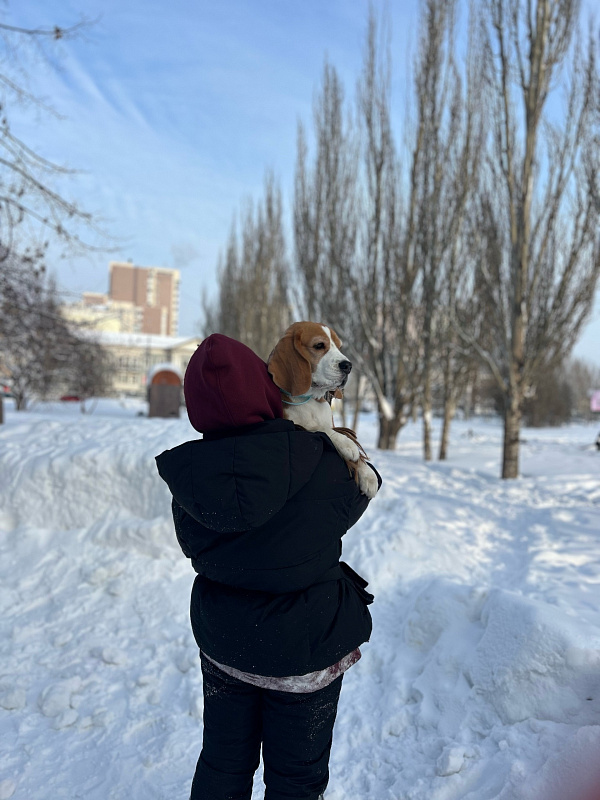 Гэби, бигль, 5 лет 1