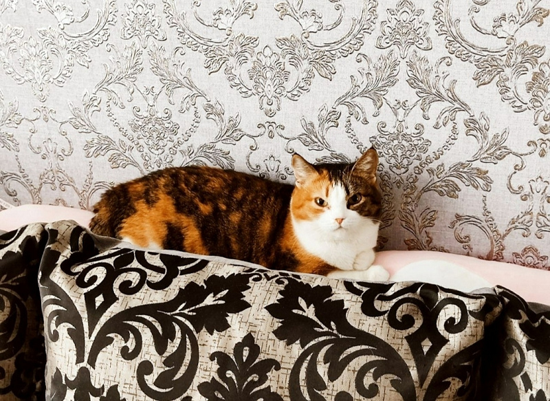 Шера